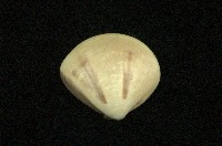 藏品(普通文蛤)的圖片